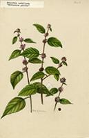 Melochia nodiflora
