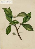 Daphnopsis philippiana