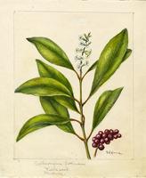 Citharexylum fruticosum