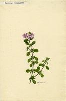 Lantana reticulata