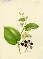 Cissus sicyoides