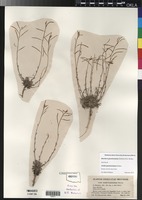 Type of Arabis gunnisoniana Rollins [family BRASSICACEAE]
