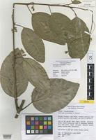 Neotype of Hollrungia aurantioides K. Schum. [family PASSIFLORACEAE]