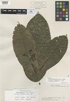 Isotype of Neea amplexicaulis Dwyer & M.V. Hayden [family NYCTAGINACEAE]