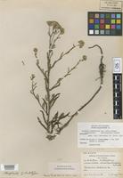 Isolectotype of Achillea millefolium L. subvar. parviligulata Farw. [family ASTERACEAE]