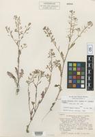 Isotype of Rorippa palustris (L.) Besser var. elongata Stuckey [family BRASSICACEAE]