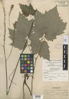 Syntype of Cimicifuga rubifolia Kearney [family RANUNCULACEAE]