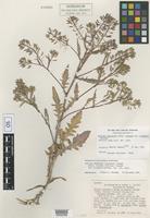Isotype of Rorippa palustris (L.) Besser var. elongata Stuckey [family BRASSICACEAE]