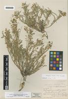 Isotype of Astragalus drepanolobus M.E. Jones var. aberrans ( M.E.Jones ) C.L.Hitchc. [family FABACEAE]