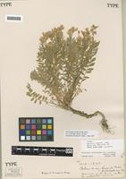 Isotype of Polemonium oregonense Gand. [family POLEMONIACEAE]
