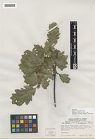 Isotype of Quercus x howellii Tucker [family FAGACEAE]