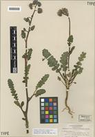 Isotype of Phacelia crenulata Torr. [family BORAGINACEAE]