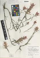 Isotype of Castilleja kaibabensis N. Holmgren [family OROBANCHACEAE]