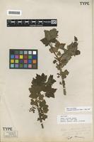 Holotype of Ribes ciliosum Howell [family GROSSULARIACEAE]