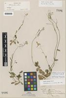 Isosyntype of Arabis furcata Watson [family BRASSICACEAE]