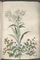 Anagallis