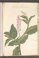 Blitum Americanum