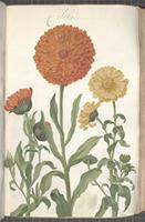 Caltha