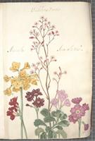 Auricula