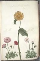 Bellis