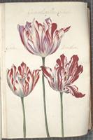 Oak Spring Garden Library: Collection of Rachel Lambert Mellon