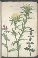 Attractilisucticaulis