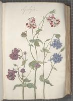 Aquilegia