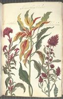 Amaranthus tricolor
