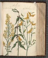 Asclepias