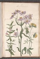 Amellus Marinus
