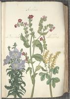 Anchusa