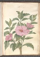 Althaea