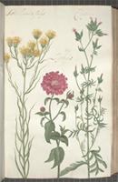 Aster linaria folÿs