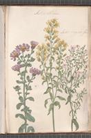 Aster atticus