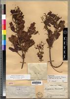 Isolectotype of Nesogordonia normandii Capuron [family STERCULIACEAE]