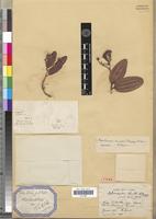 Type of Sphaerosepalum louvelii Danguy [family RHOPALOCARPACEAE]