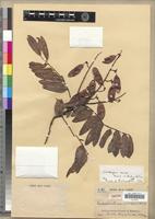 Isotype of Dalbergia aurea Bosser & Rabevohitra [family FABACEAE-PAPILIONOIDEAE]