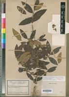 Lectotype of Tricalysia niamniamensis Hiern var. niamniamensis [family RUBIACEAE]