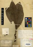 Holotype of Ardisia albomaculata Pit. [family MYRSINACEAE]