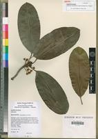 Isotype of Labramia mayottensis Labat, Pignal & O.Pascal [family SAPOTACEAE]