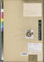 Isotype of Euphorbia laro Drake [family EUPHORBIACEAE]