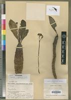 Holotype of Euphorbia pachypodioides Boiteau [family EUPHORBIACEAE]