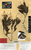 Isotype of Arytera nekorensis H.Turner [family SAPINDACEAE]
