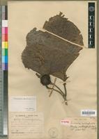 Type of Sarcocephalus xanthoxylon A.Chev. [family RUBIACEAE]