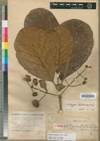 Type of Mitragyna chevalieri K.Krause [family RUBIACEAE]