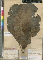 Holotype of Nauclea stipulosa DC. [family RUBIACEAE]