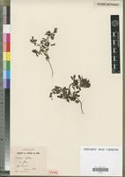Holotype of Linaria reflexa Desf. var. flava Maire [family SCROPHULARIACEAE]