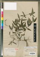 Type of Ruellia prostrata Poir. var. rivularis R.Benoist [family ACANTHACEAE]