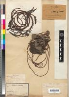 Isotype of Dioscoreophyllum klaineanum Pierre [family MENISPERMACEAE]
