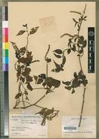 Isotype of Deeringia densiflora Cavaco [family AMARANTHACEAE]